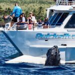 From Maalaea: Whale Watching Tour Aboard the Quicksilver - The Tours Itinerary Focuses on Whale Encounters and Education