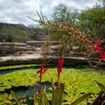 From Mérida: Dzibichaltún, El Corchito, and Progreso Trip - Visiting Dzibilchaltún: The Mayan Temple of the Sun