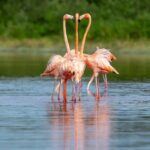 From Merida to Celestún: Biosphere, Flamingos & Beach Escape - Navigating the Mangrove Ecosystem with a Field Expert