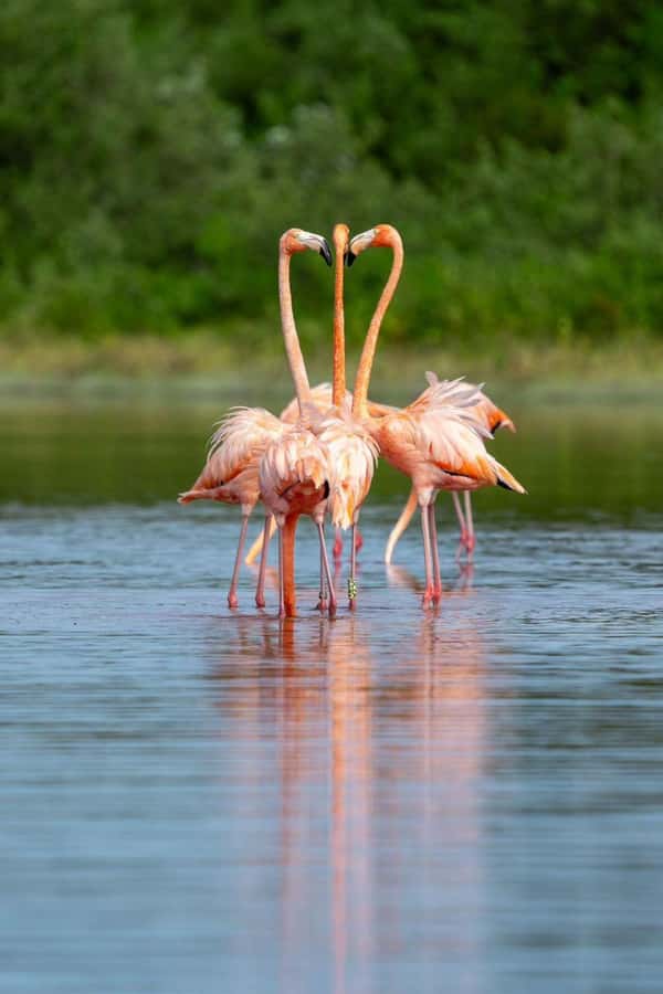 From Merida to Celestún: Biosphere, Flamingos & Beach Escape - Navigating the Mangrove Ecosystem with a Field Expert
