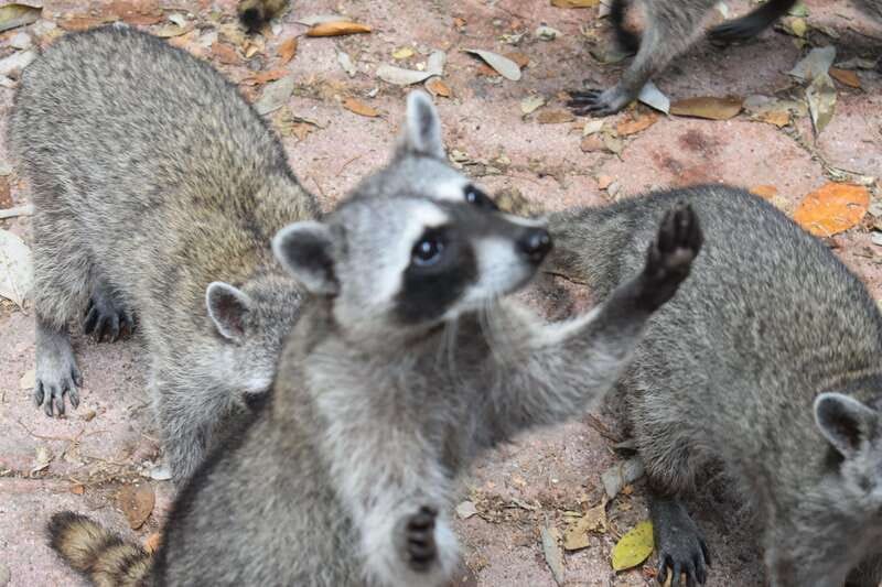 From Merida: Transfer to Celestun and Sisal - Departure from Merida to Coastal Towns