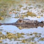 From Miami: Everglades Tour w/ Wet Walk, Boat Trips, & Lunch - Starting Point and Transportation Logistics in Miami