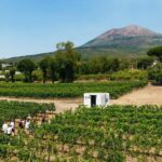 From Naples: Wine Tasting Tour on Vesuvius Slopes with Lunch - Pick-up and Drop-off Locations in Naples