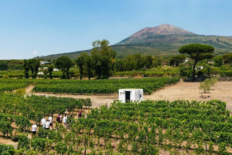 From Naples: Wine Tasting Tour on Vesuvius Slopes with Lunch - Pick-up and Drop-off Locations in Naples