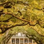 From New Orleans: Oak Alley Plantation Tour - Pick-Up and Transport Logistics in New Orleans