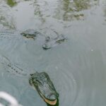From New Orleans: Swamp Airboat, 2 Plantation Tours & Lunch - Exciting Swamp Airboat Ride with a Cajun Captain