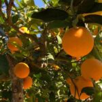 From Palma: Soller valley walk and picnic in orange farm - Highlights: Hidden Villages, Farm Life, and Orange Juice