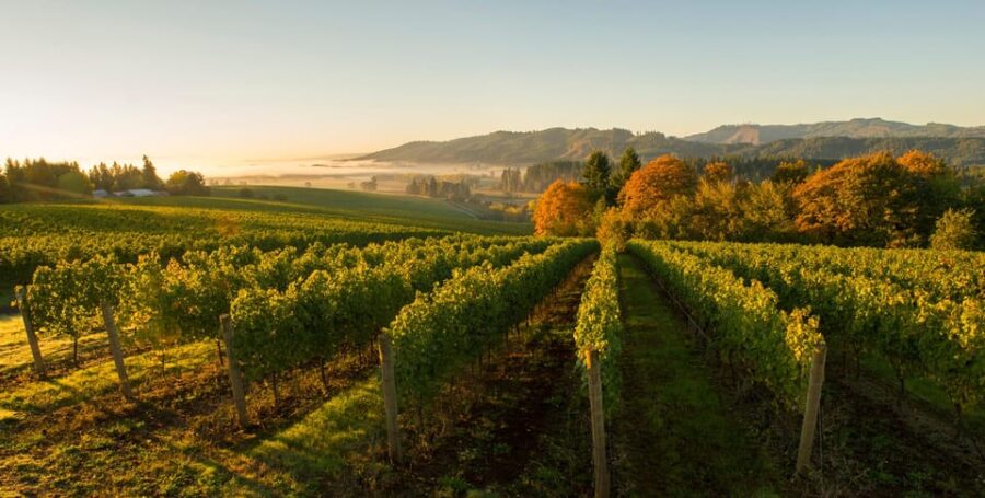 From Portland: Willamette Valley Wine Tasting Tour - Scenic Drive Along the Vineyard and Valley Scenic Route