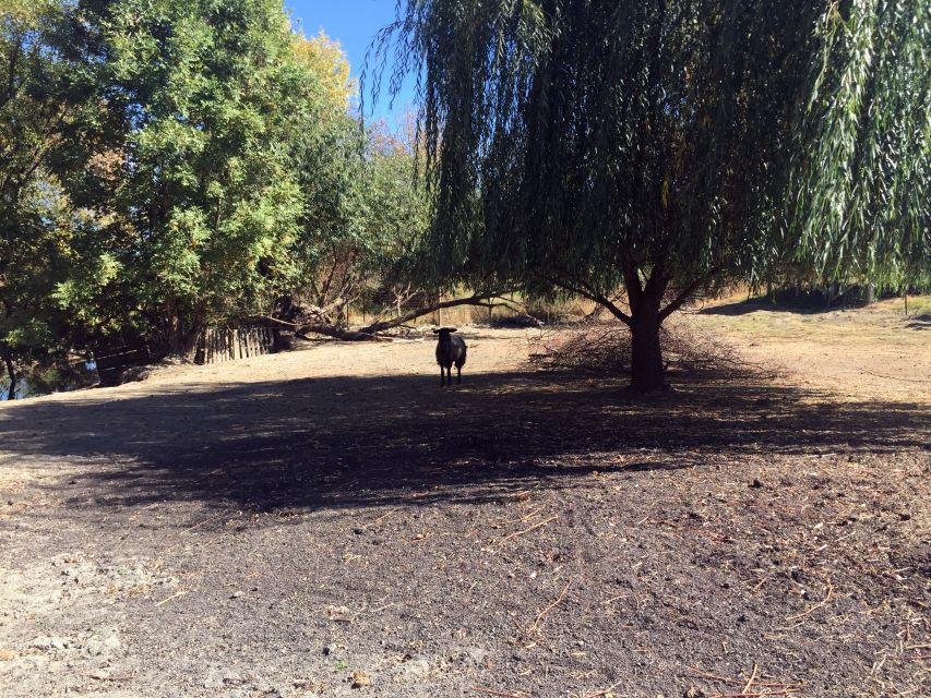 From Portland: Willamette Valley Wine & Whisky - Visiting top-rated vineyards in Oregons signature wine region