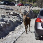 From Puebla: Africam Safari Private Tour all included - Convenient Pickup from Puebla’s Historic Centre