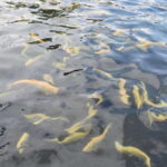 From Puebla: Atlixco & Atlimeyaya Private Tour all included - Departure from Pueblas Historic Centre to Atlixco in Comfort