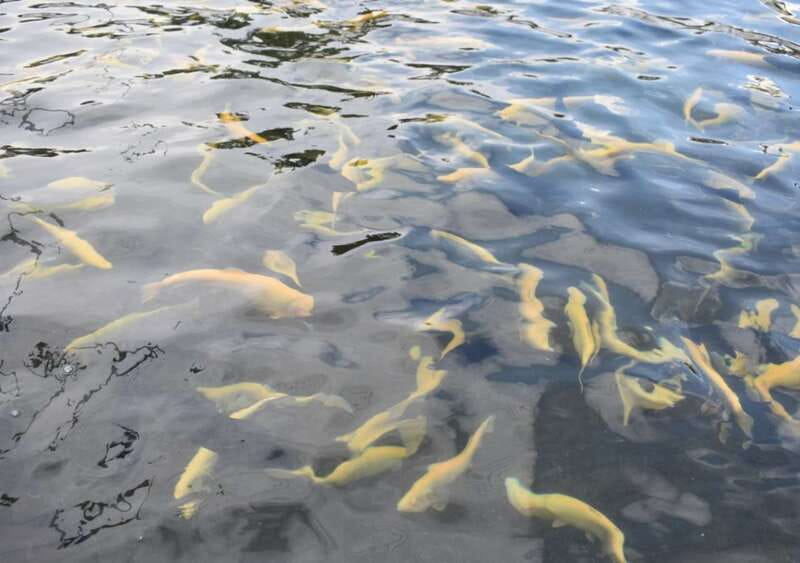 From Puebla: Atlixco & Atlimeyaya Private Tour all included - Departure from Pueblas Historic Centre to Atlixco in Comfort