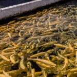 From Puebla: Cholula and Atlixco Private Tour all included - Exploring Colonial Atlixco’s Historic Charm