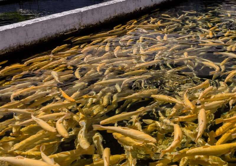 From Puebla: Cholula and Atlixco Private Tour all included - Exploring Colonial Atlixco’s Historic Charm