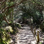 From Puerto de La Cruz: VIP Tour Around Anaga and La Laguna - From Puerto de La Cruz to UNESCO World Heritage in La Laguna