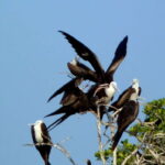 From Puerto Escondido: Birdwatching on a Boat - Departure and Pickup in Puerto Escondido
