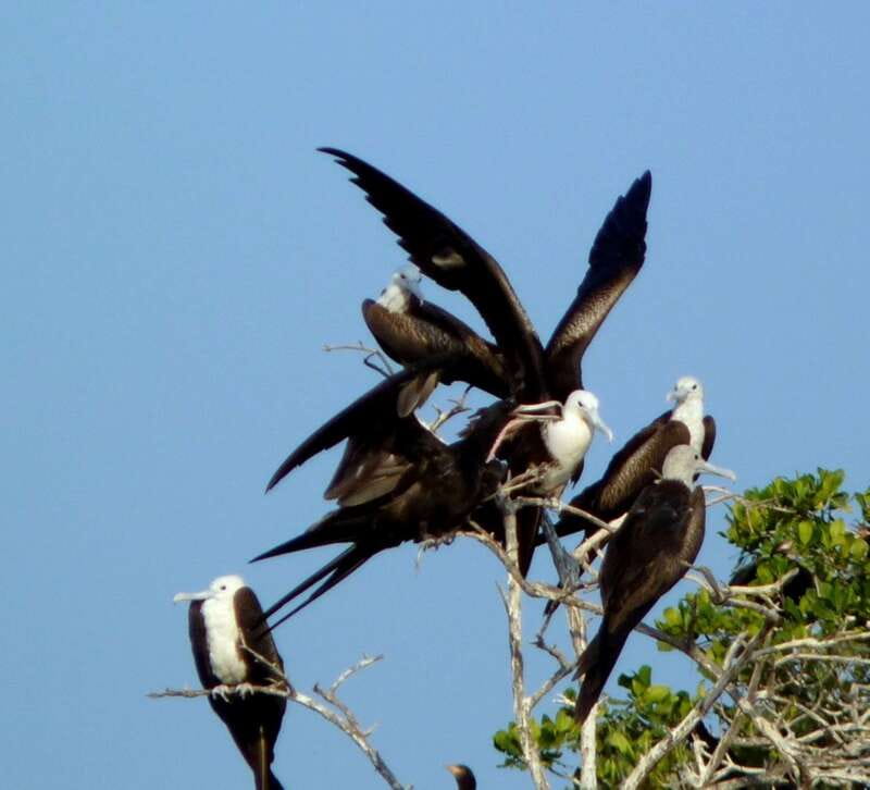 From Puerto Escondido: Birdwatching on a Boat - Departure and Pickup in Puerto Escondido