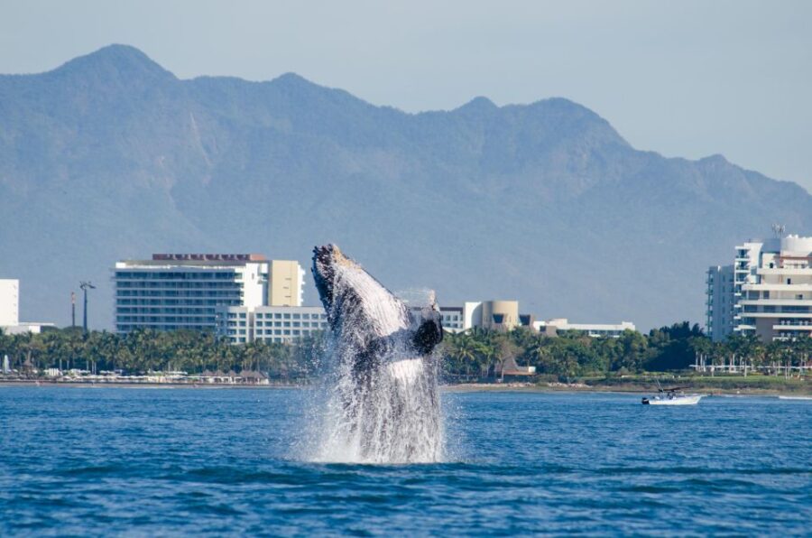 From Puerto Vallarta/Nuevo Vallarta: Whale Watching Cruise - The Spacious, Modern Catamaran for Unobstructed Whale Sightings