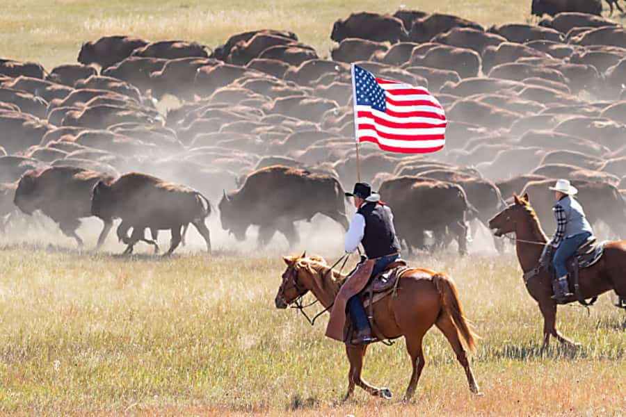 From Rapid City: Custer State Park Buffalo Roundup Tour - The Exciting Buffalo Stampede at Custer State Park