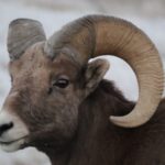 From Rapid City: Epic Badlands Tour and Legendary Wall Drug - Exploring Badlands National Park’s Rugged Beauty