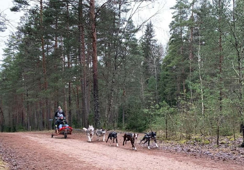 From Riga: Husky Sledding or Wheel Kart Tour - The Location: Ogre Municipality’s Forest Park Close to Riga