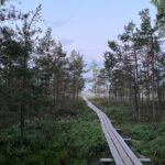 From Riga: Kemeri Bog Boardwalk and Jurmala Seaside - Jurmala: Latvia’s Beloved Seaside Town