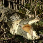 From Riviera Maya: Sian Ka'an Half Day Tour w/ Lunch - How the Tour Begins with Hotel Pickup in Tulum