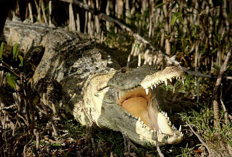 From Riviera Maya: Sian Ka'an Half Day Tour w/ Lunch - How the Tour Begins with Hotel Pickup in Tulum