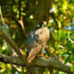 From Riviera Maya : Sian Ka'an Muyil Birdwatching with Guide - Location and Departure Details in Muyil