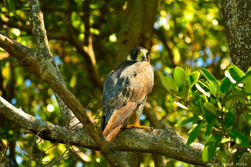 From Riviera Maya : Sian Ka'an Muyil Birdwatching with Guide - Location and Departure Details in Muyil