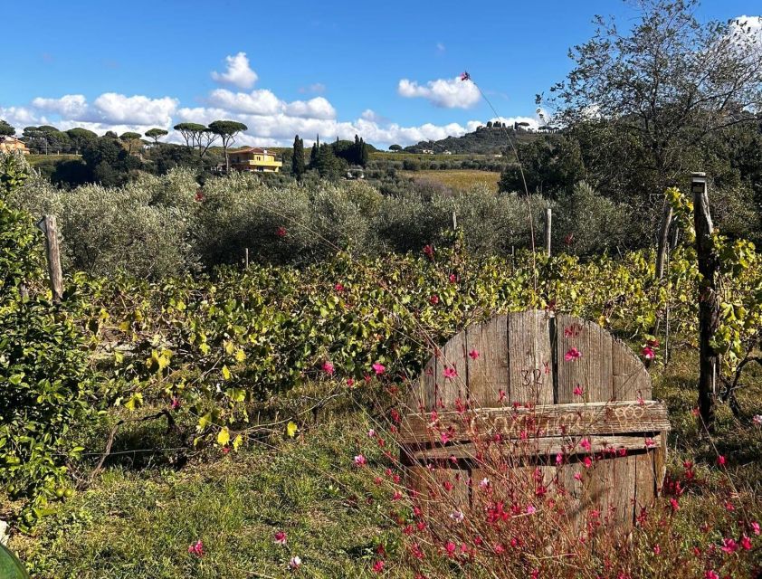 From Rome: Half-Day Frascati Wine Tour with Farmhouse Lunch - From the Train Station to the Towns Heart