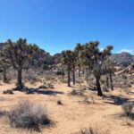 From San Diego: Joshua Tree National Park Private Tour - Convenient Pickup from San Diego Hotels and Cruise Terminals