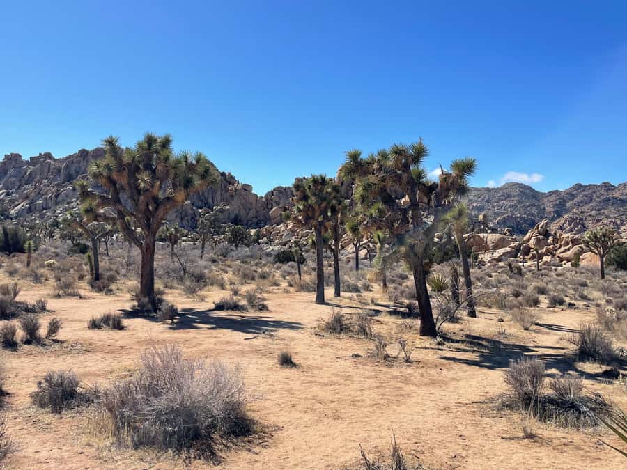 From San Diego: Joshua Tree National Park Private Tour - Convenient Pickup from San Diego Hotels and Cruise Terminals