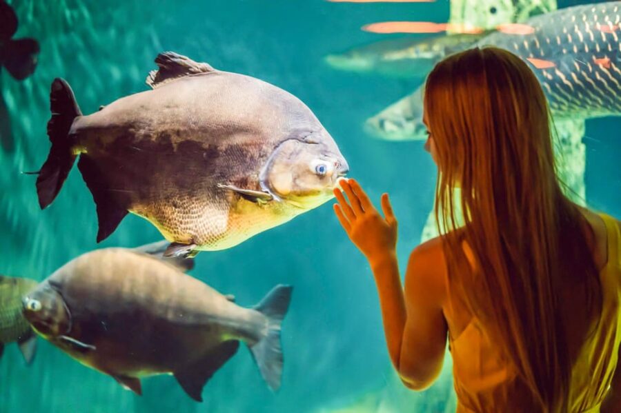 From San Francisco: Alcatraz Night Tour, Muir Woods and Wine - Muir Woods and the Beauty of California’s Coastal Redwoods