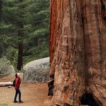 From San Francisco: Redwoods, Coast, and Sausalito Tour - Coastal Drive and Beach Picnic: Scenic Views and Relaxing Breaks