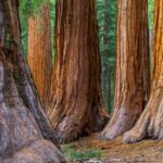 From San Francisco: Redwoods Tour and Gourmet Lunch and Wine - Culinary Delights at Kendall-Jackson Estate and Its Gardens