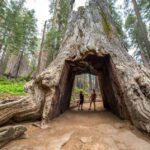 From San Jose:Enchanted Full Day Yosemite National Park Tour - Highlights of Yosemite National Park on This Tour