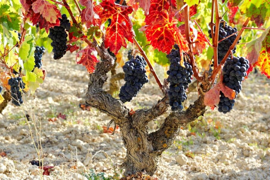 From San Sebastian/Bilbao/Vitoria: La Rioja Wineries Tour - Pickup and Transportation in Comfort