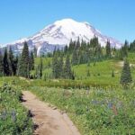 From Seattle: Full-Day Mt Rainier National Park Tour - Exploring Old-Growth Forests and Subalpine Ecosystems