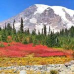 From Seattle: Mount Rainier National Park 1-Day Tour - Departure Points and Timing for a Smooth Start