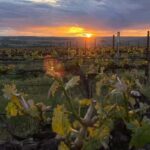 From Seattle - Wine Tasting, Vineyards in Eastern WA - Visiting VanArnam Vineyards in Zillah