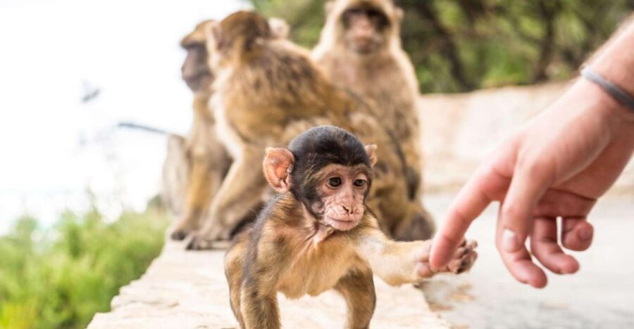From Seville: Day Trip to Gibraltar - Exploring the Gibraltar Rock and Its Iconic Sights