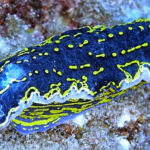 From Side: Guided Scuba Diving in Alanya w/ Lunch & Transfer - Starting from Alanya Harbour with Hassle-Free Transfers