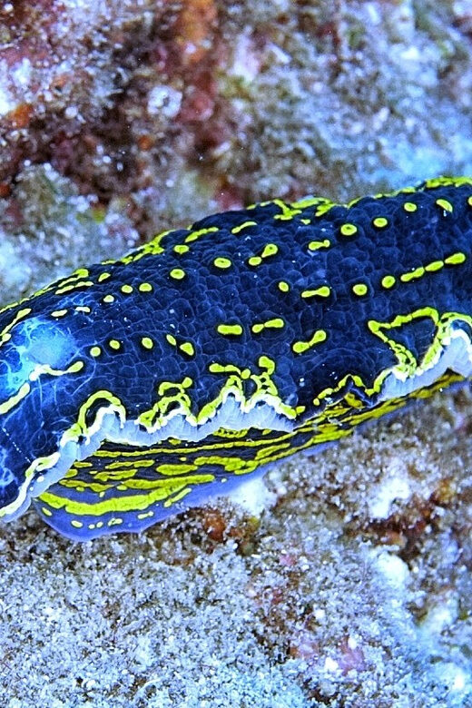 From Side: Guided Scuba Diving in Alanya w/ Lunch & Transfer - Starting from Alanya Harbour with Hassle-Free Transfers