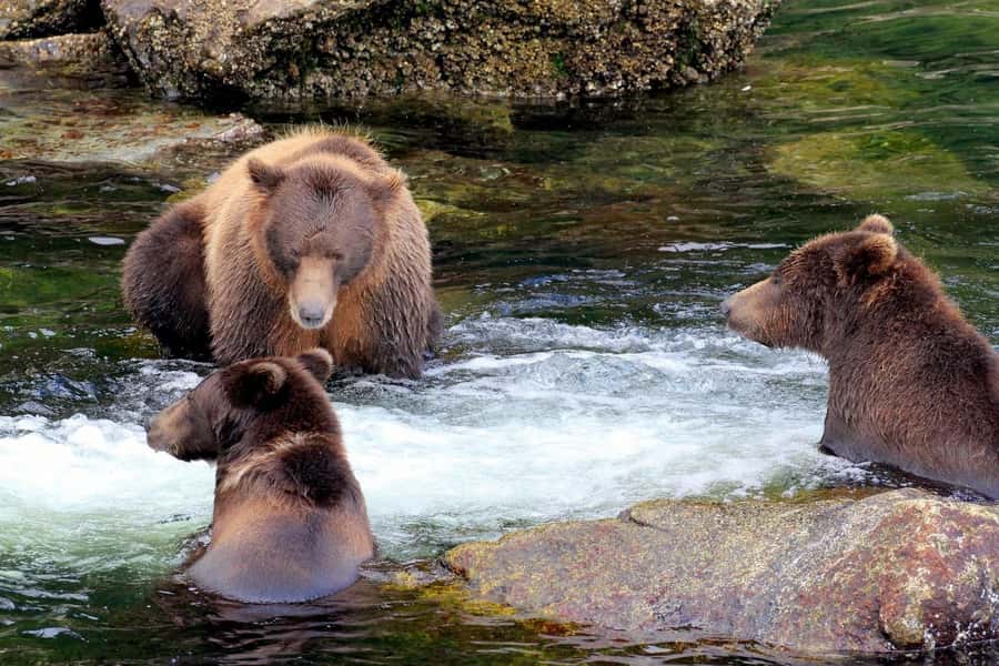 From Sitka: All inclusive Private Yacht Cruise of SE Alaska - Departure Point at Sitka Harbor: Eliason Harbor