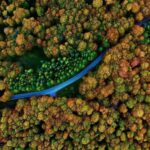 From Tbilisi: Sabaduri Forest, Chronicles & Bear Zoo - Exploring the Rescued Bears at the Bear Shelter