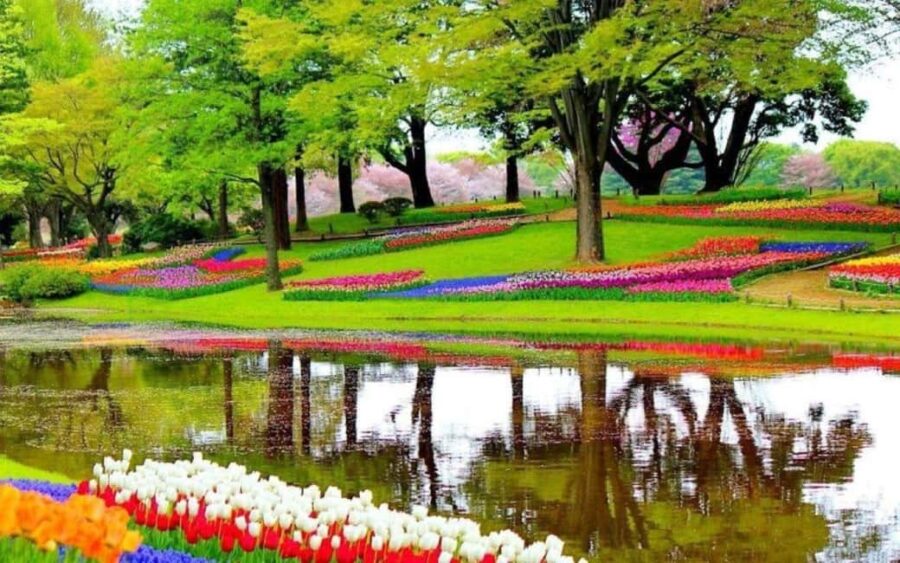 From The Hague: Private Keukenhof & Windmills Tour - Keukenhof: A Blooming Paradise in Lisse