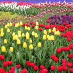 From The Hague: Private Sightseeing tour to Keukenhof - How the Tour Starts with Easy Pickup in The Hague