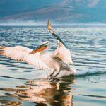 From Thessaloniki: Private Day Trip to Kerkini Lake - Visiting Kerkini Lake’s Dam and Seasonal Bird Diversity