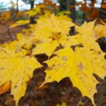 From Toronto: Explore Muskoka - Hardy's Lake Provincial Park - Exploring Hardys Lake Provincial Park: A Glacial Ecosystem